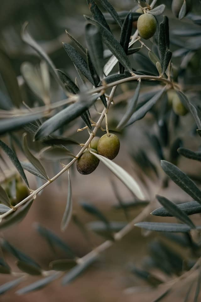 Rama de olivo con aceitunas