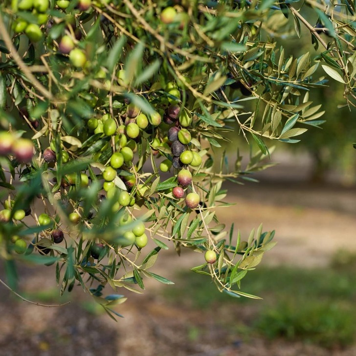 Ramas de olivo con aceitunas 
